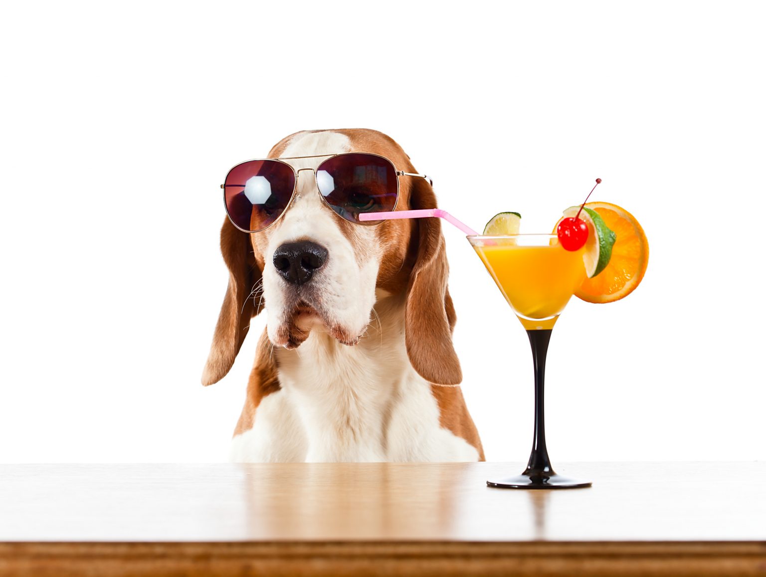 a-london-bar-is-serving-cocktails-for-dogs