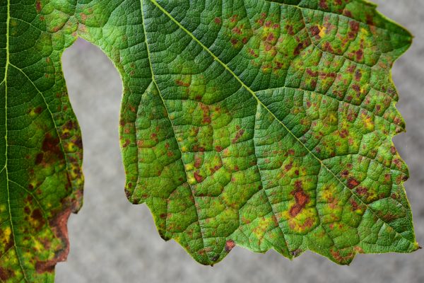 Organic cure for Pierce’s Disease will save vineyards