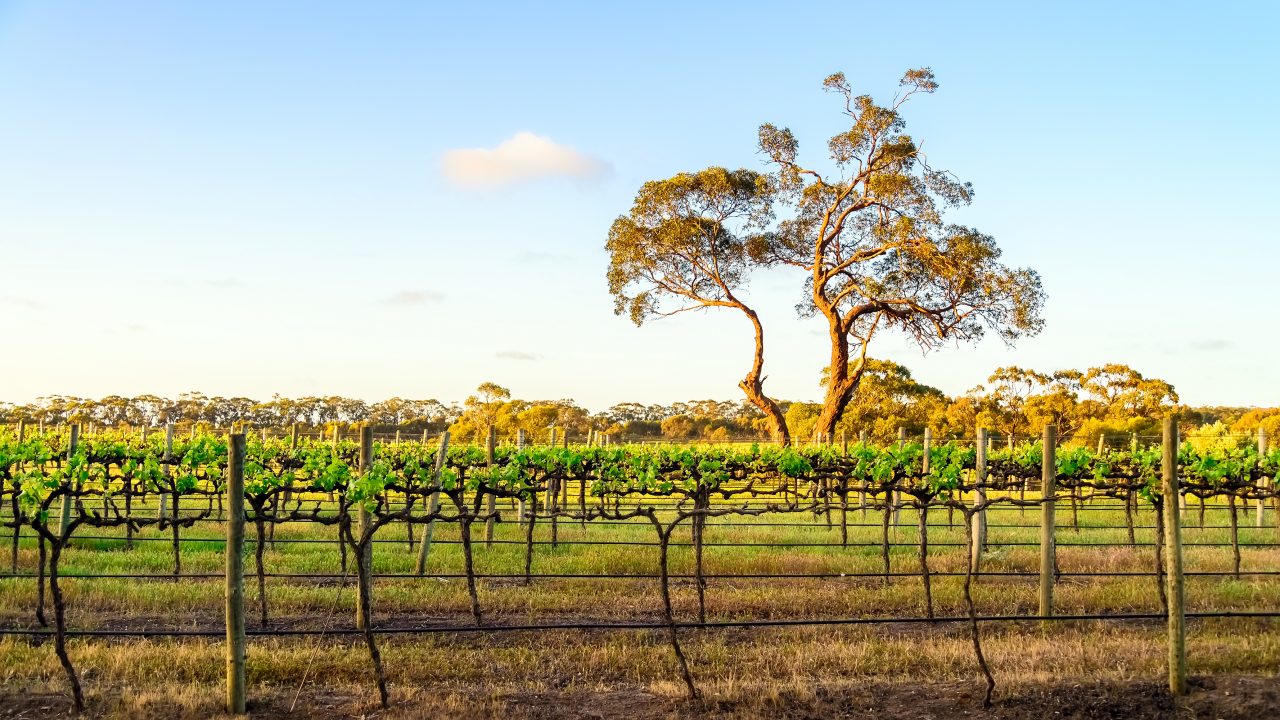 Italian whites are blazing a trail in McLaren Vale - The Drinks Business