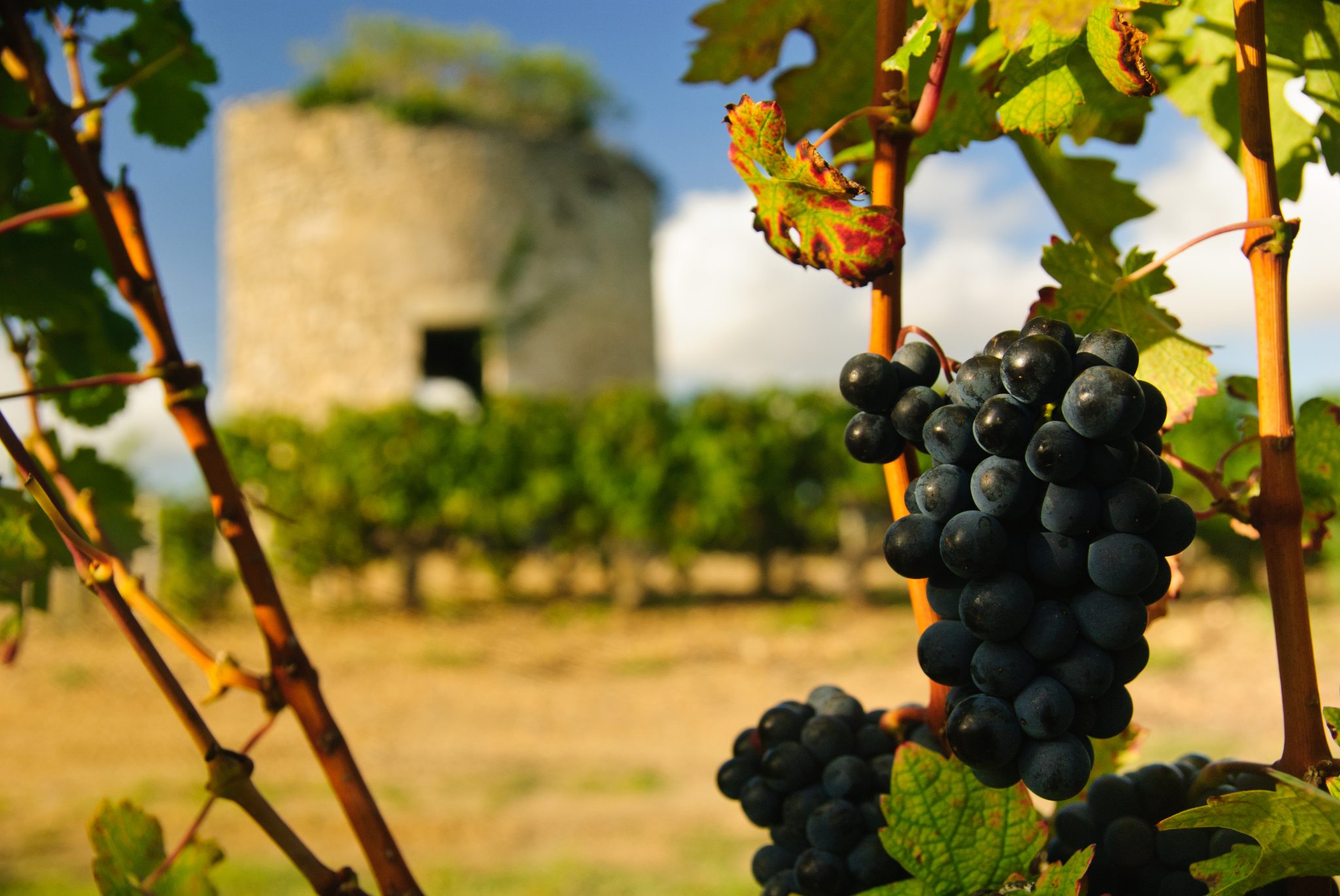 Виноградарство во Франции