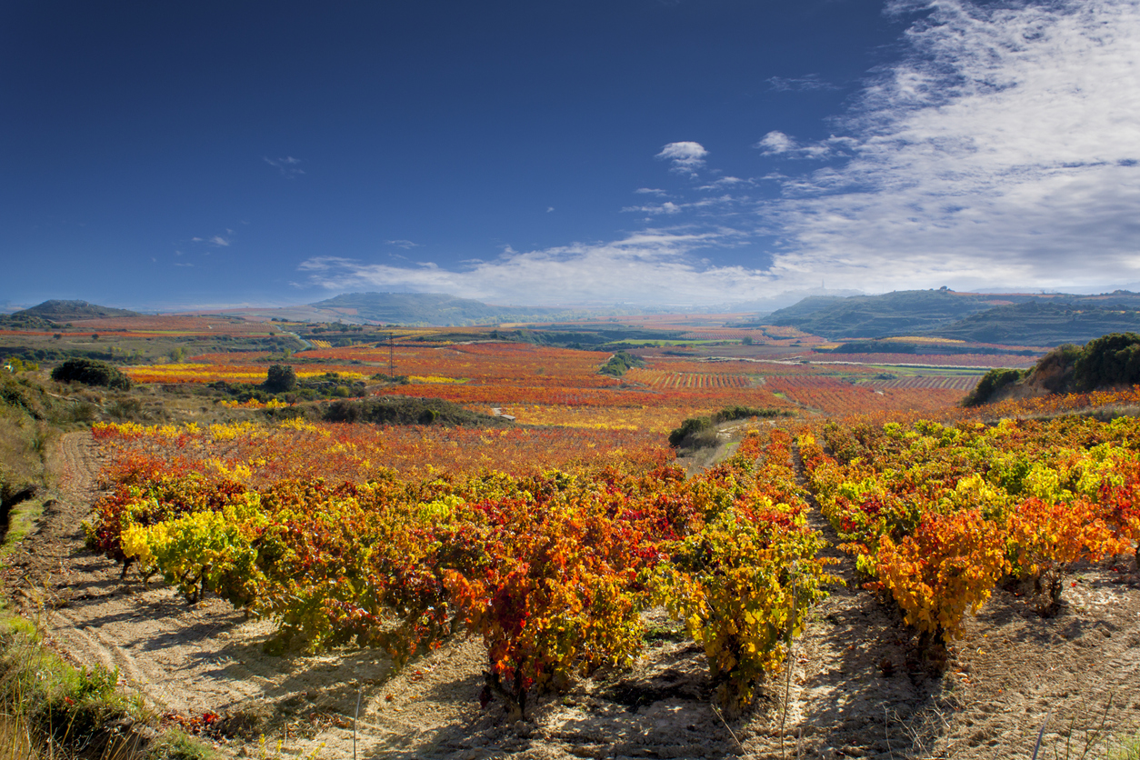 top-10-biggest-wine-producing-countries