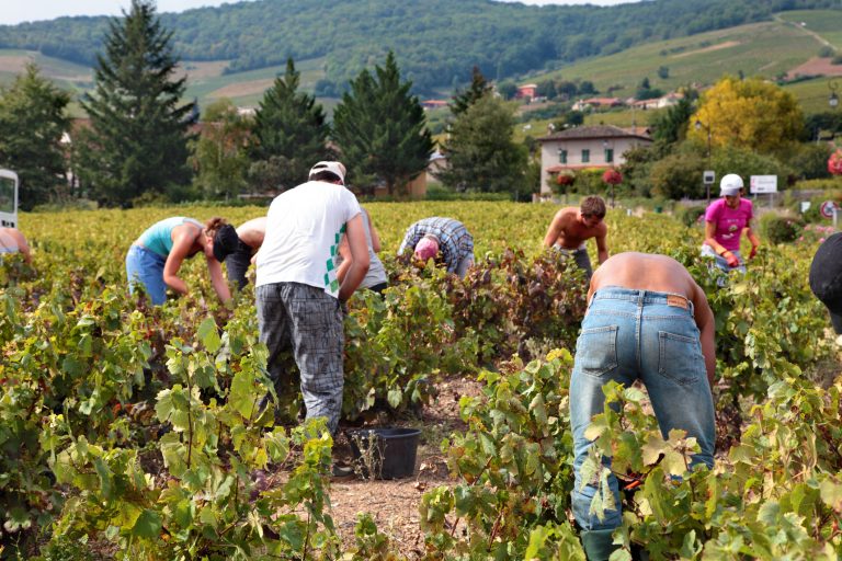 beaujolais-vintage-looks-promising-despite-extreme-weather