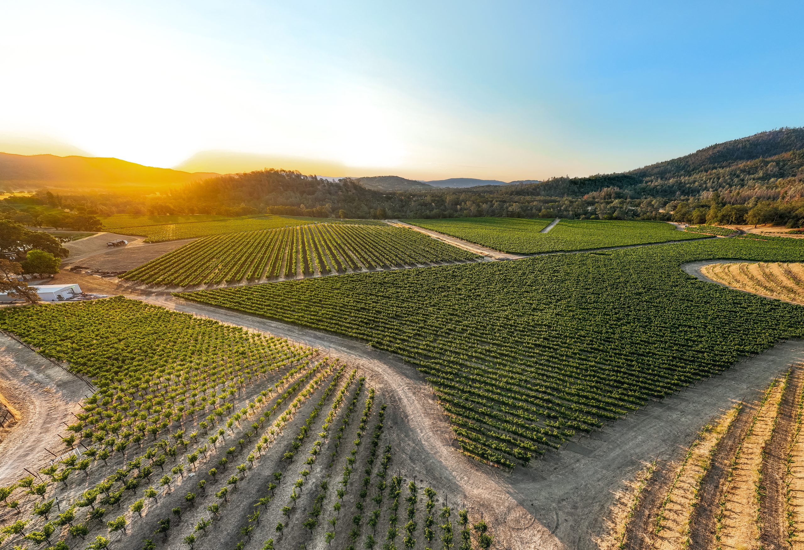 File:Vineyard near Szurdokpuspoki.jpg - Wikipedia