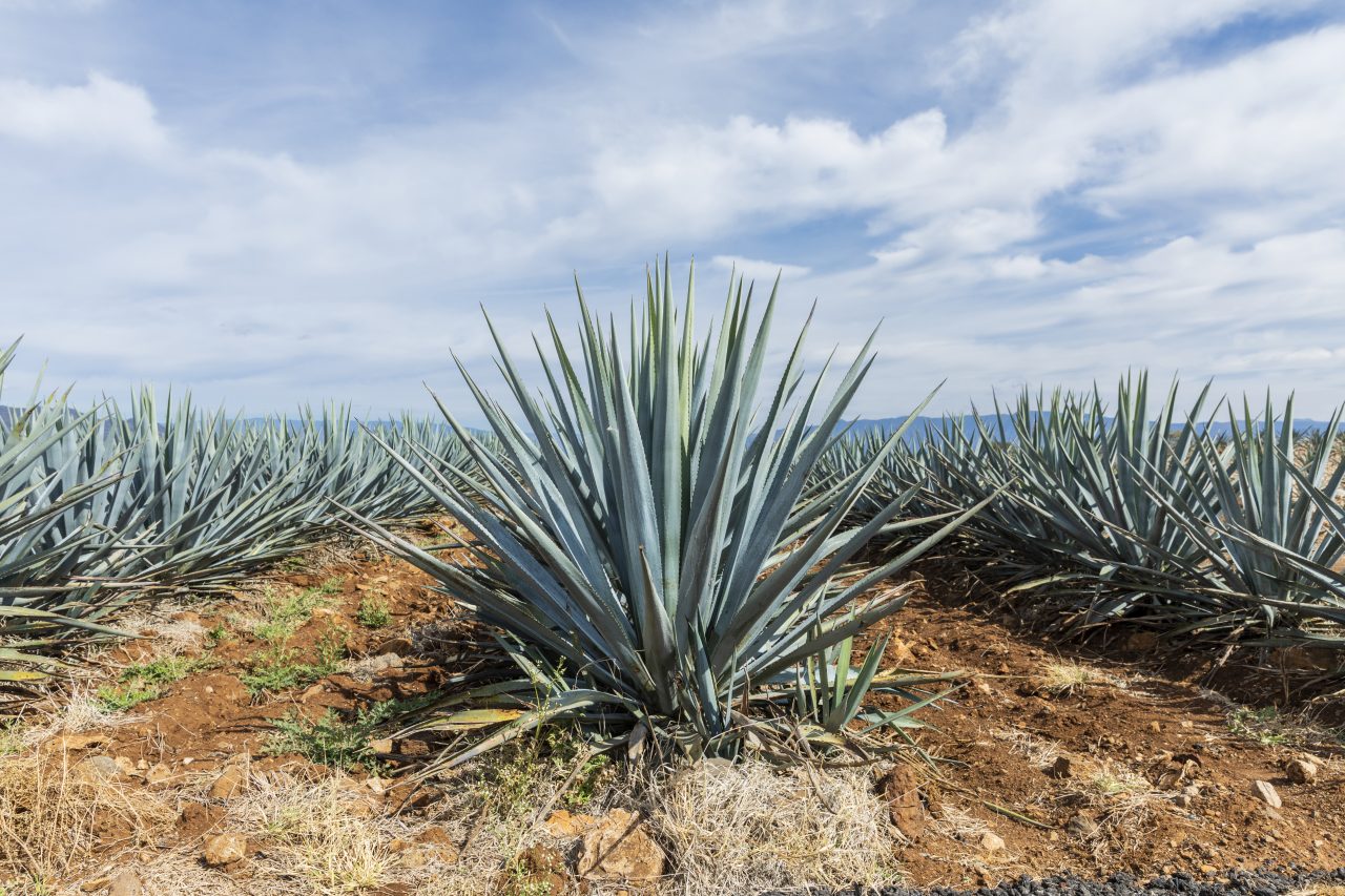 Could California be perfect for agave spirit production?