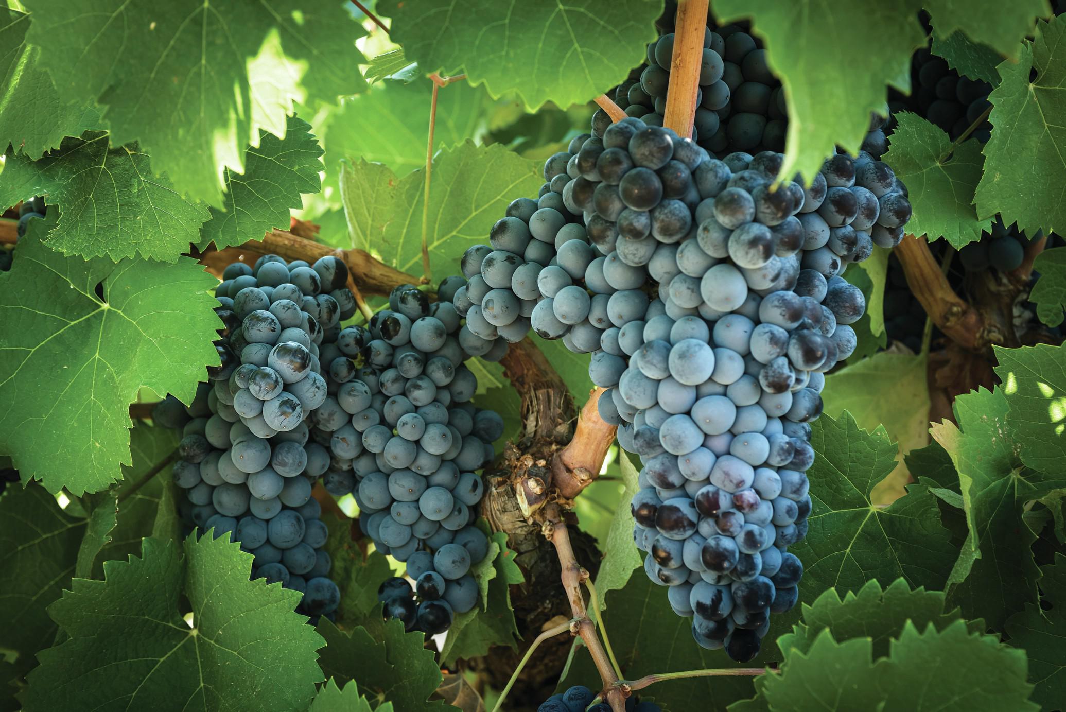 Why Jumilla wines are a rock solid investment