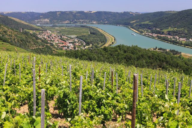 Rhône Valley 2022 harvest: a slow return to normality?