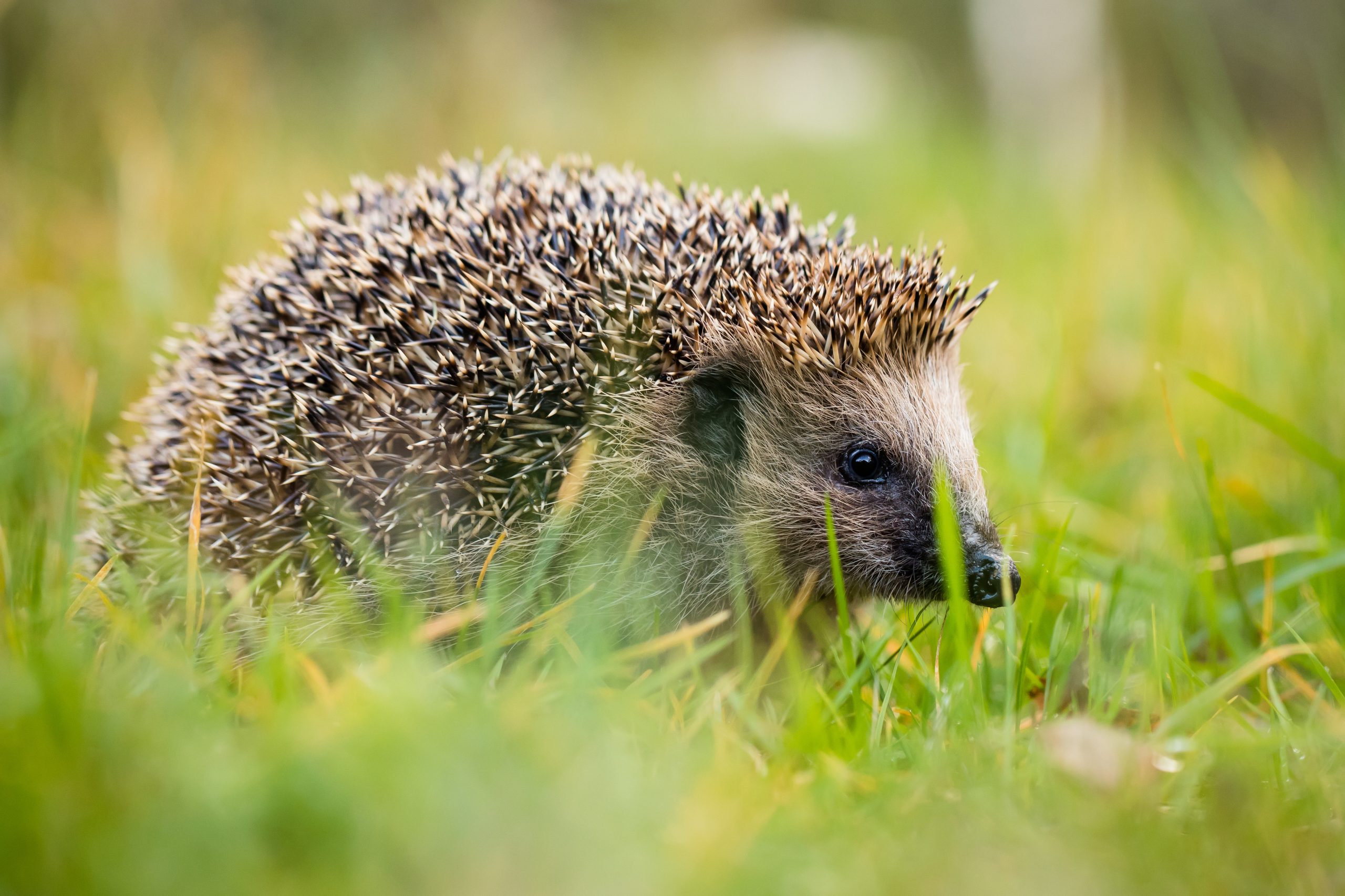 Pub Beer Garden Named Cornwall's Most Nature-friendly