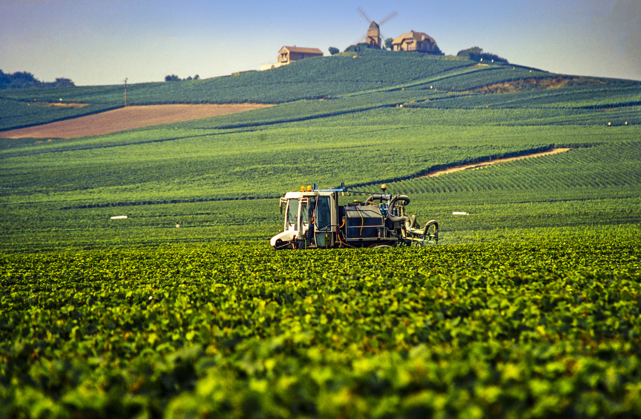 Moët Hennessy vineyards in Champagne to be herbicide-free - FoodBev Media