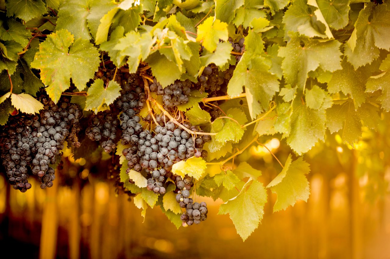 Italy's 10 most-planted grape varieties