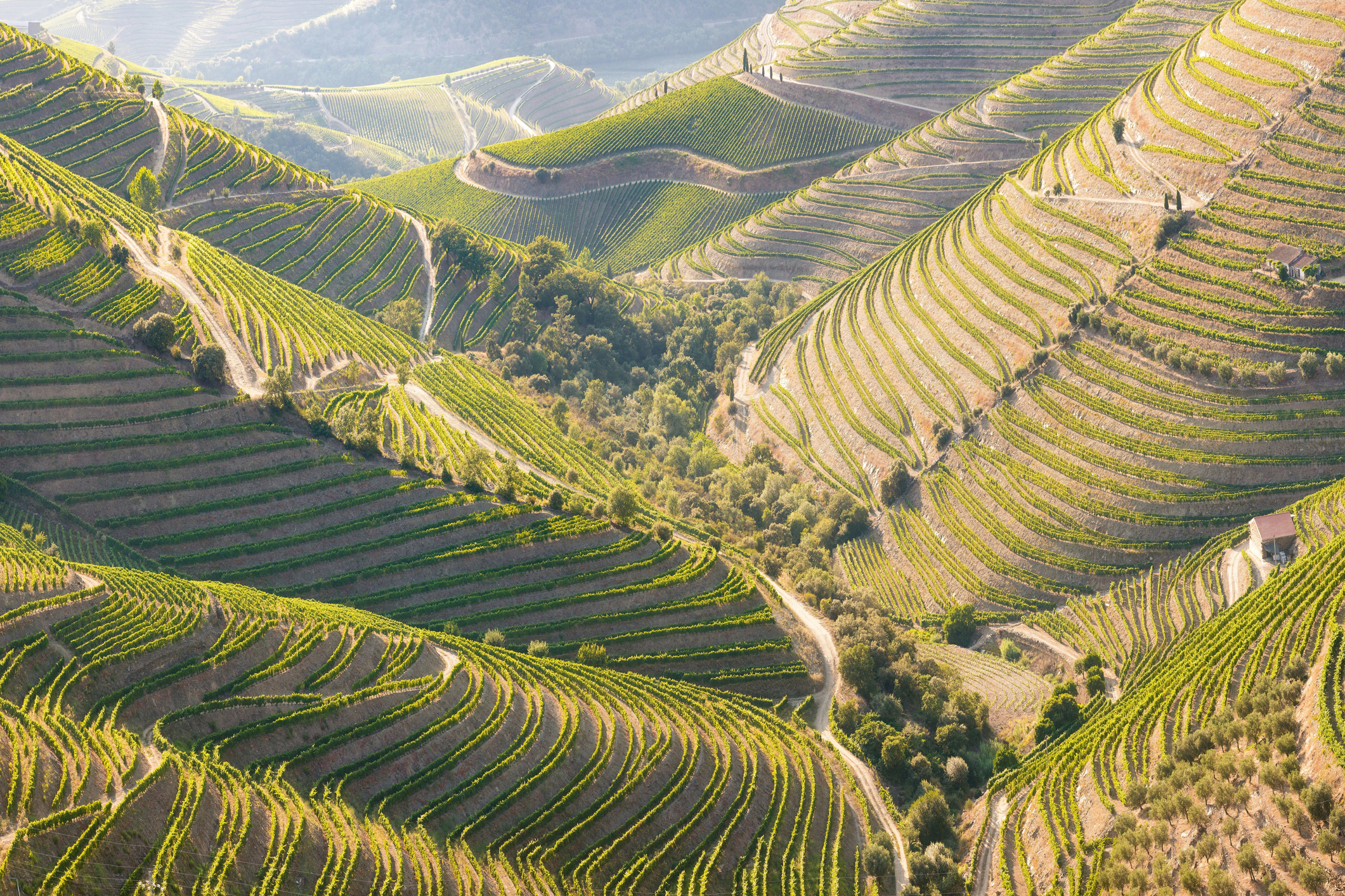 State of the Union: Portugal's Organic Wineries & Wines