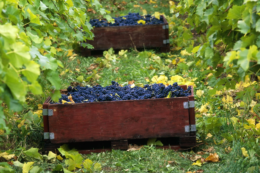 How to celebrate Cabernet Franc Day