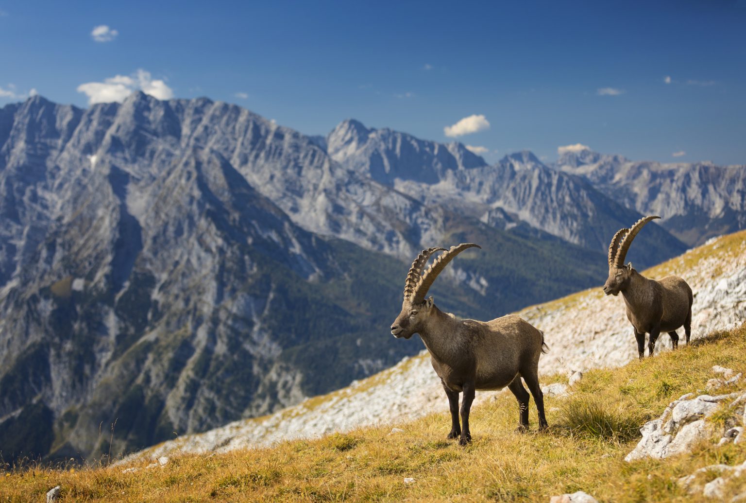 What can the Alpine ibex teach winemakers?