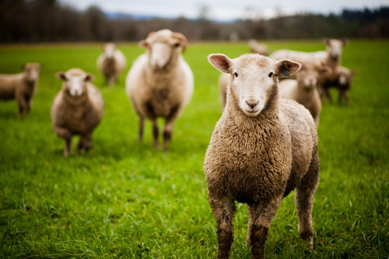 Forget car pools, these Oregon wineries share sheep