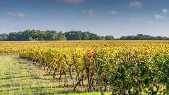 Bordeaux vine-pull falls short of target