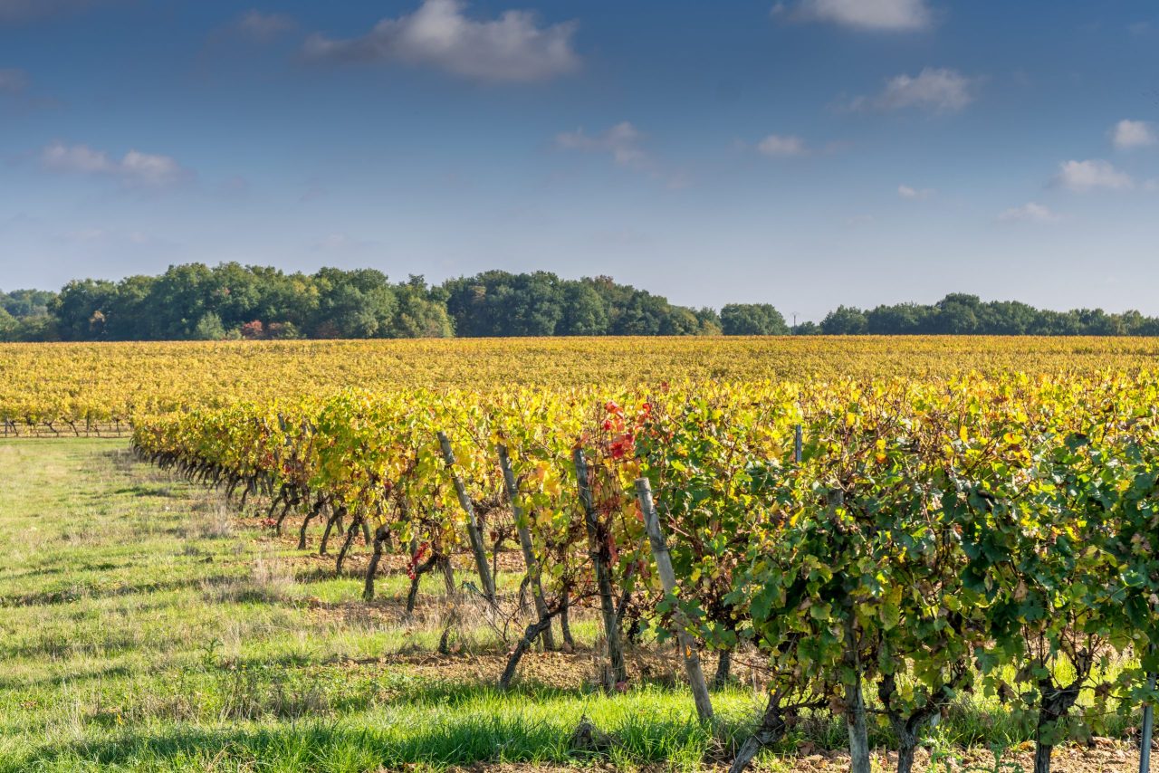 Bordeaux vine-pull falls short of target