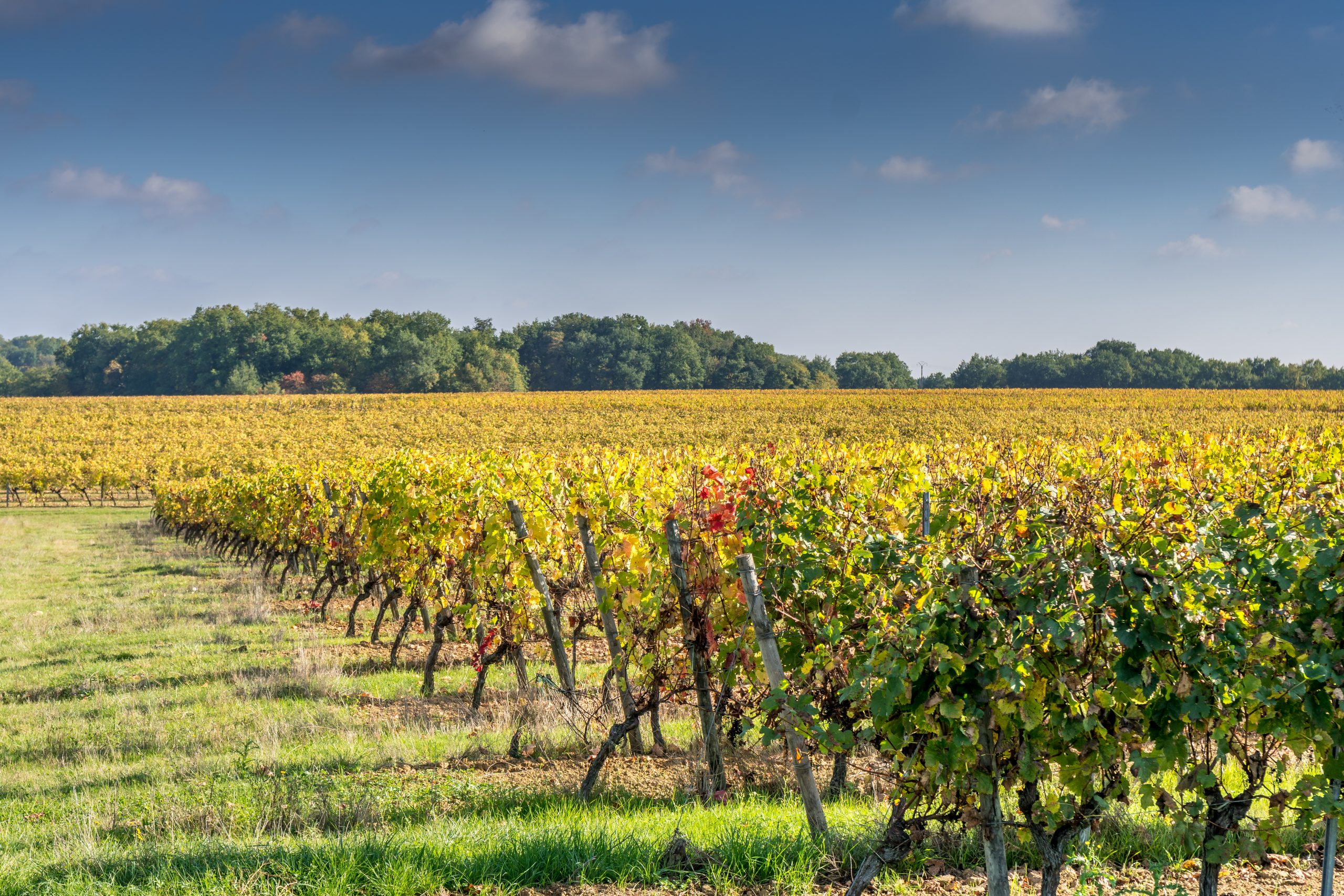 The 2025 Cru Bourgeois reclassification part 1: the rebirth and renewal of the classification