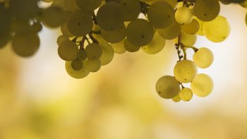 The changing tide of Napa grapes