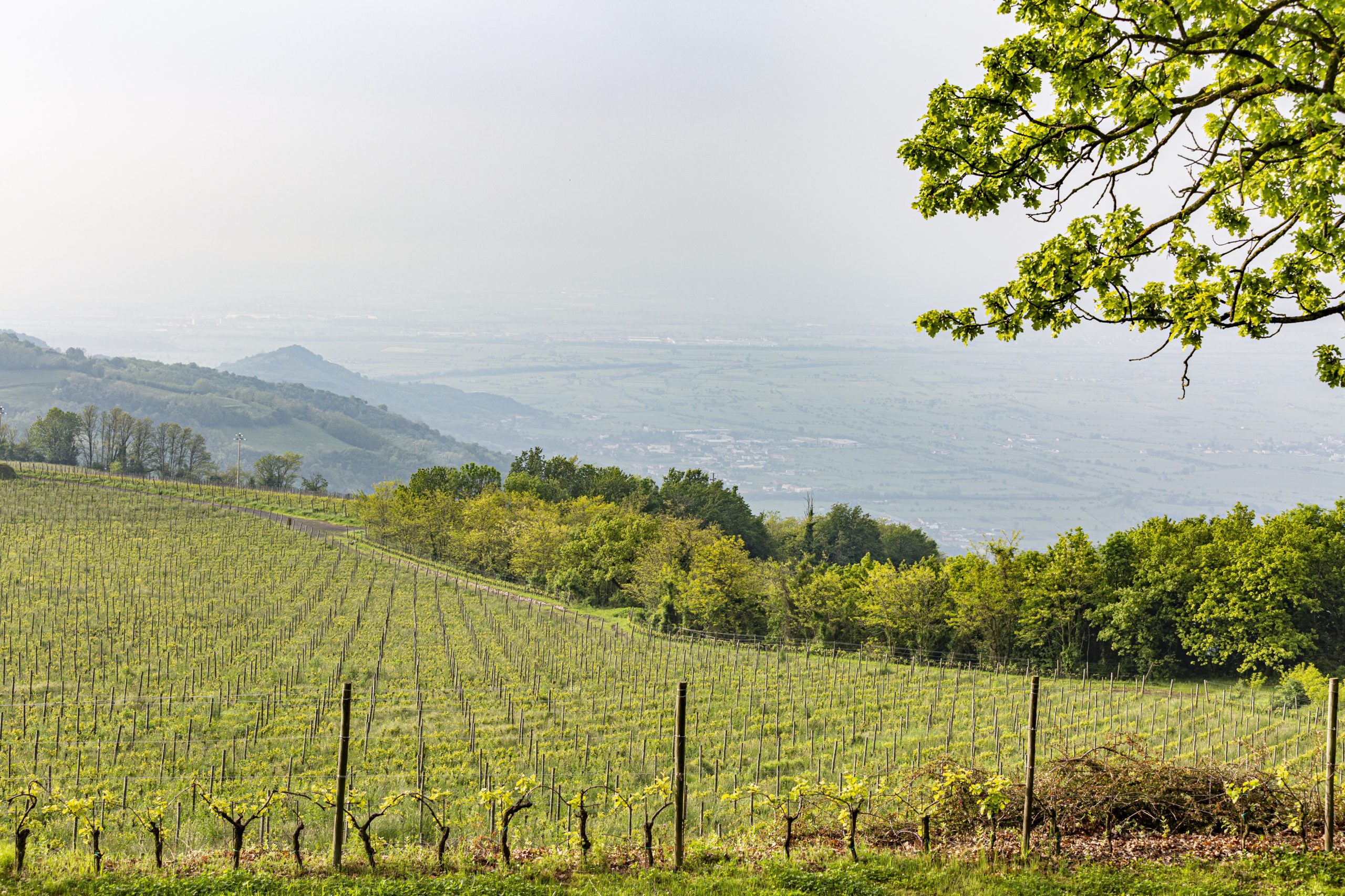 Vineyards in the Soave region, where Hey French is made.