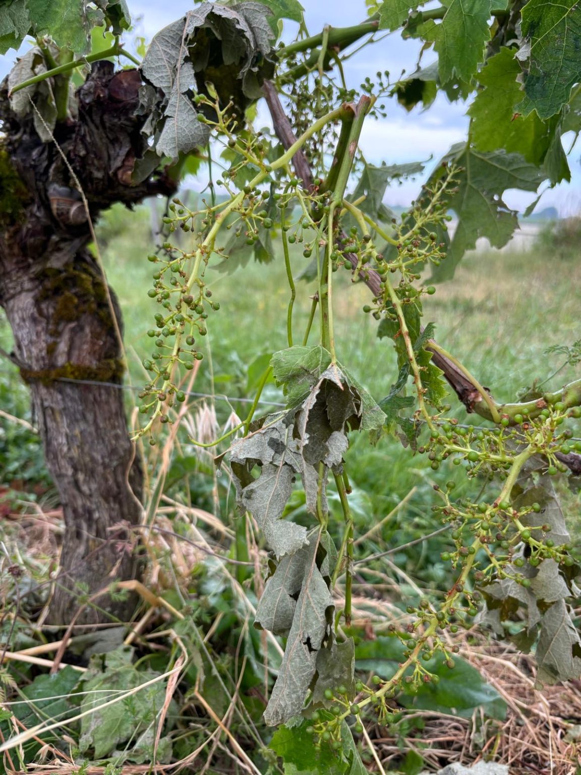 With hail strikes on the rise, what are the Bordelais doing about it?