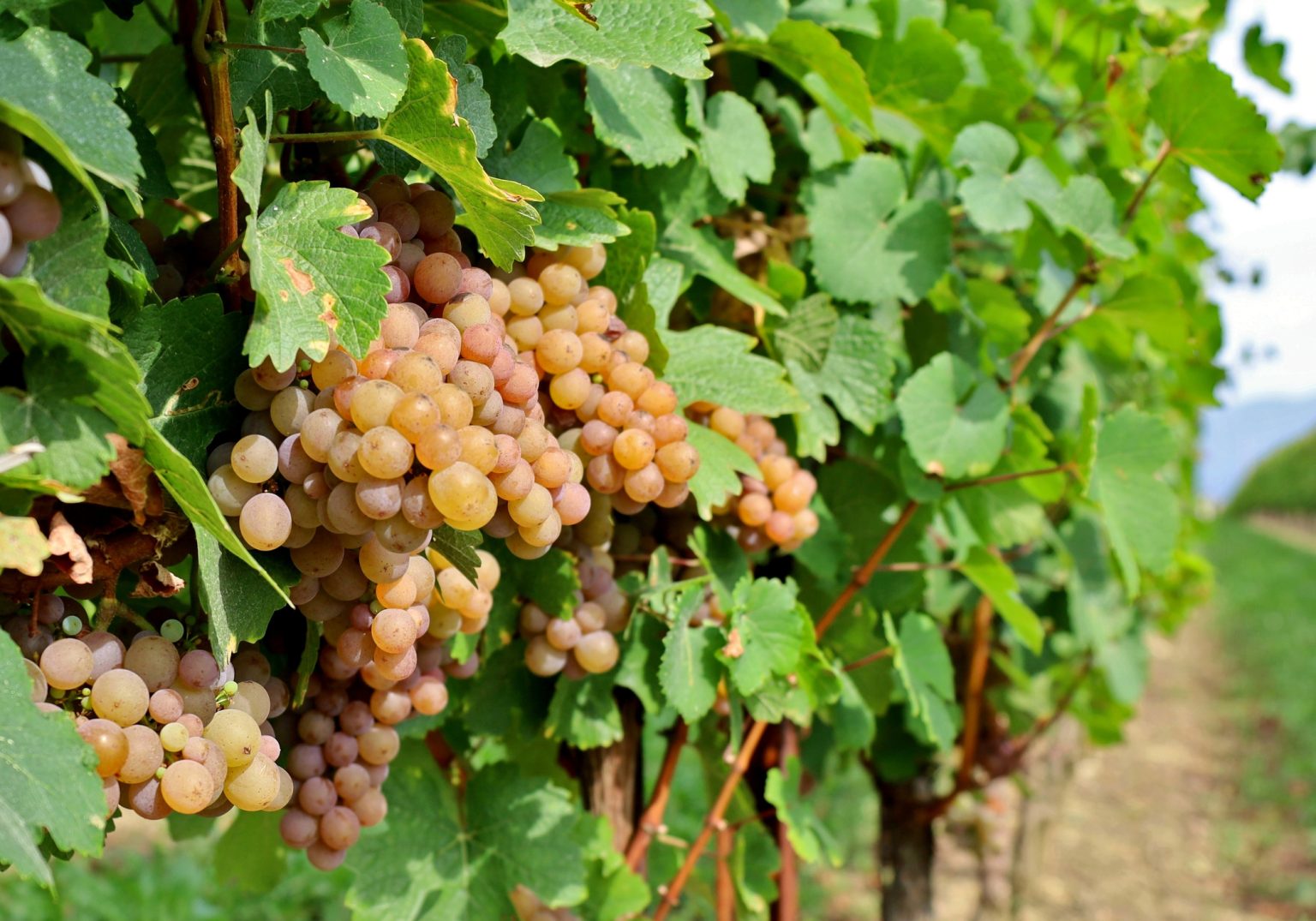 Pinot Grigio Delle Venezie demonstrates market potential