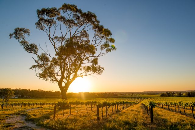 Australia’s wine industry is going through its most troubled times in a generation.