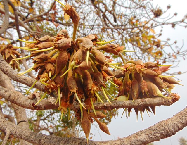 Indian distillery debuts spirit made with formerly banned flower