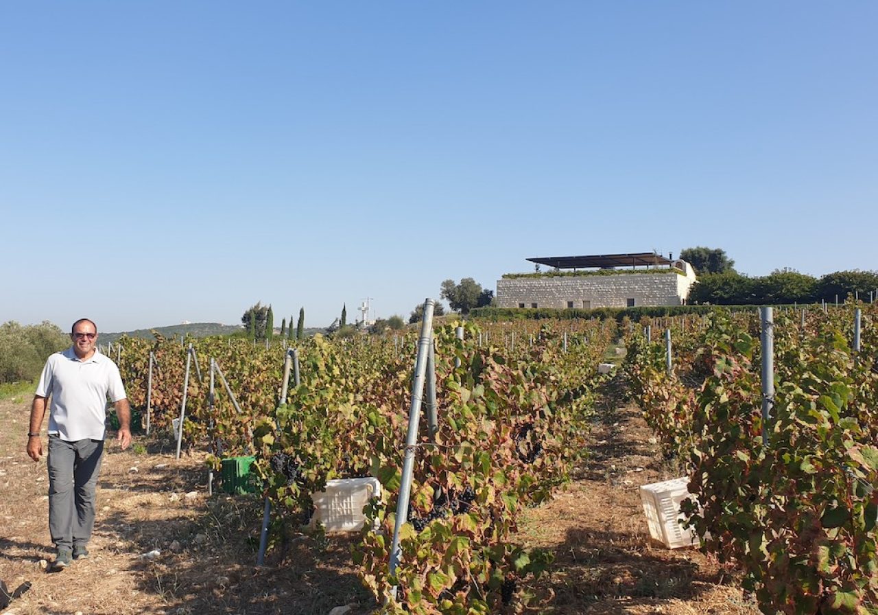 Lebanon producer harvests grapes despite bombings