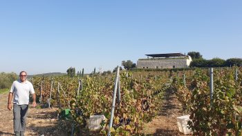 Lebanon producer harvests grapes despite bombings