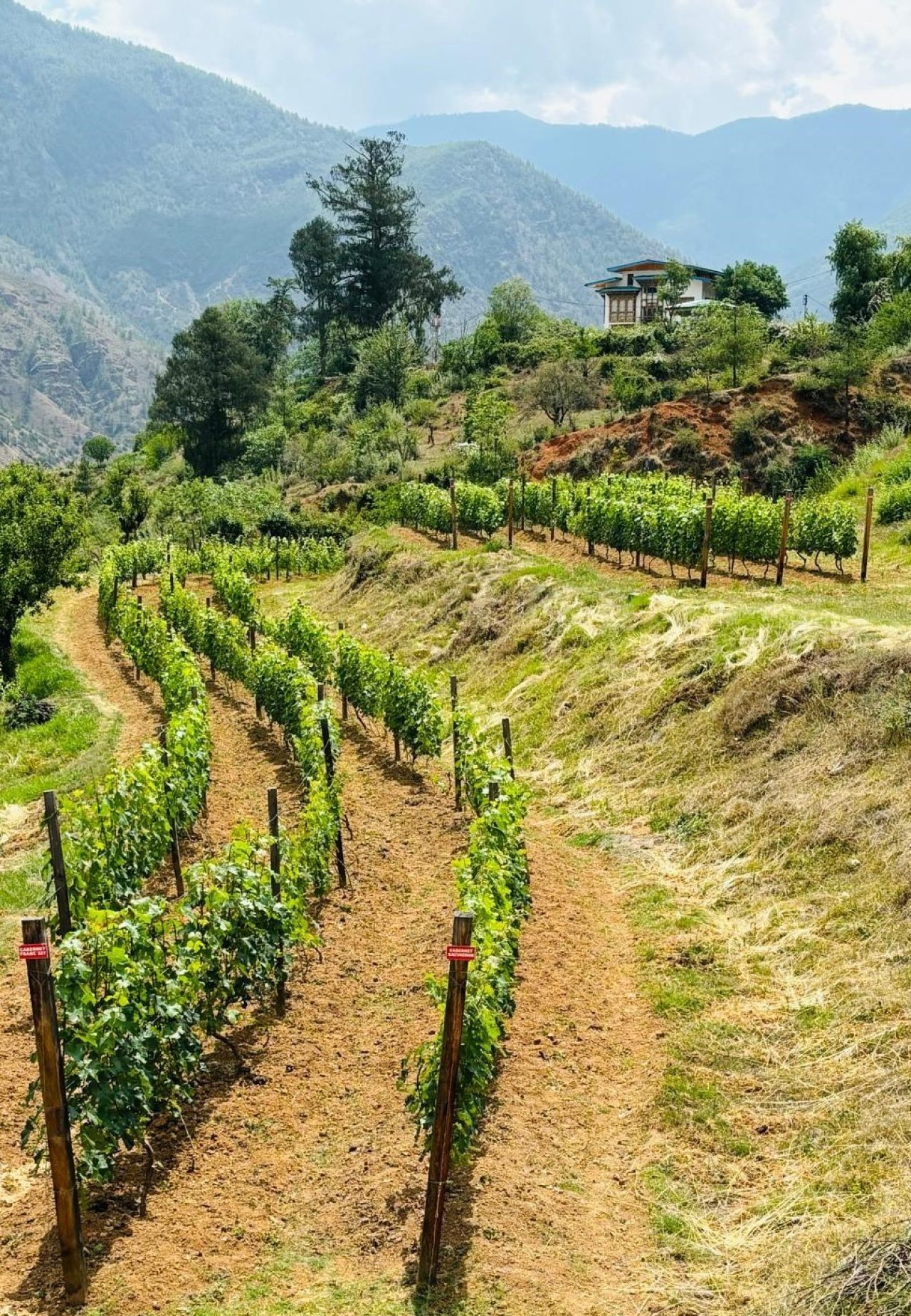 Will Bhutan be the world’s next great wine region?