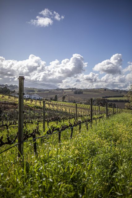 Is South Africa due an organic wine revolution?