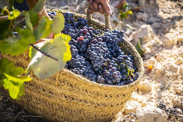 Rioja Alta sees return of cooler temperatures with picking underway