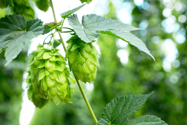 Asahi funds future of British hops