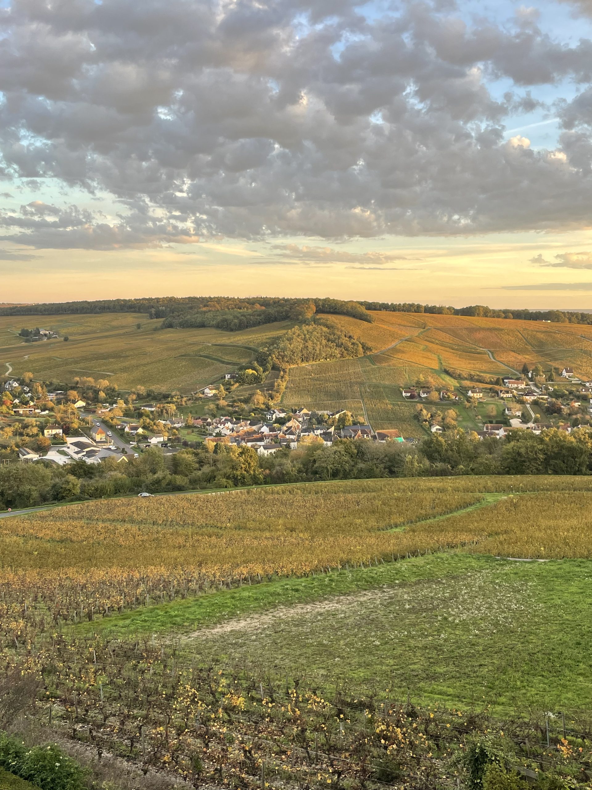 A 'challenging yet surprising' vintage for CentreLoire in 2024