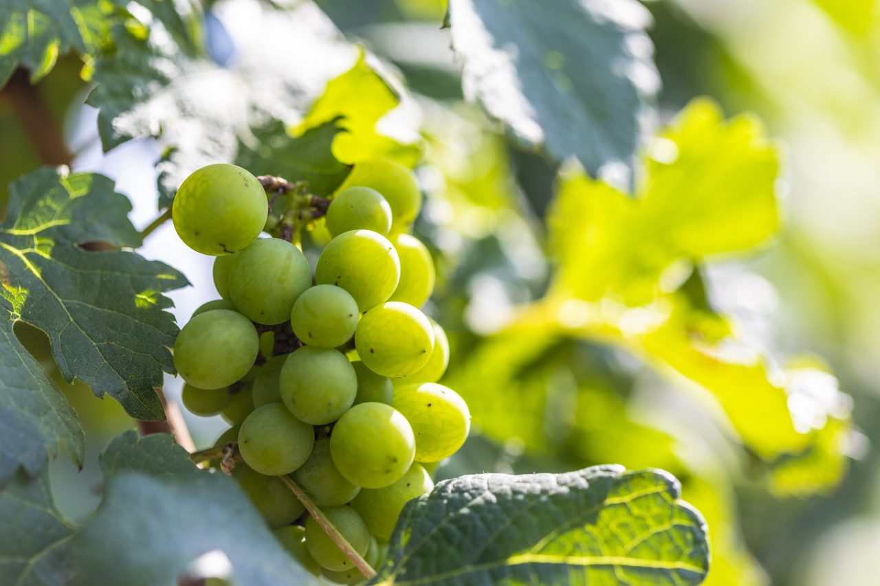 Could climate change favour Chenin Blanc over Chardonnay?