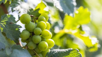 Could climate change favour Chenin Blanc over Chardonnay?