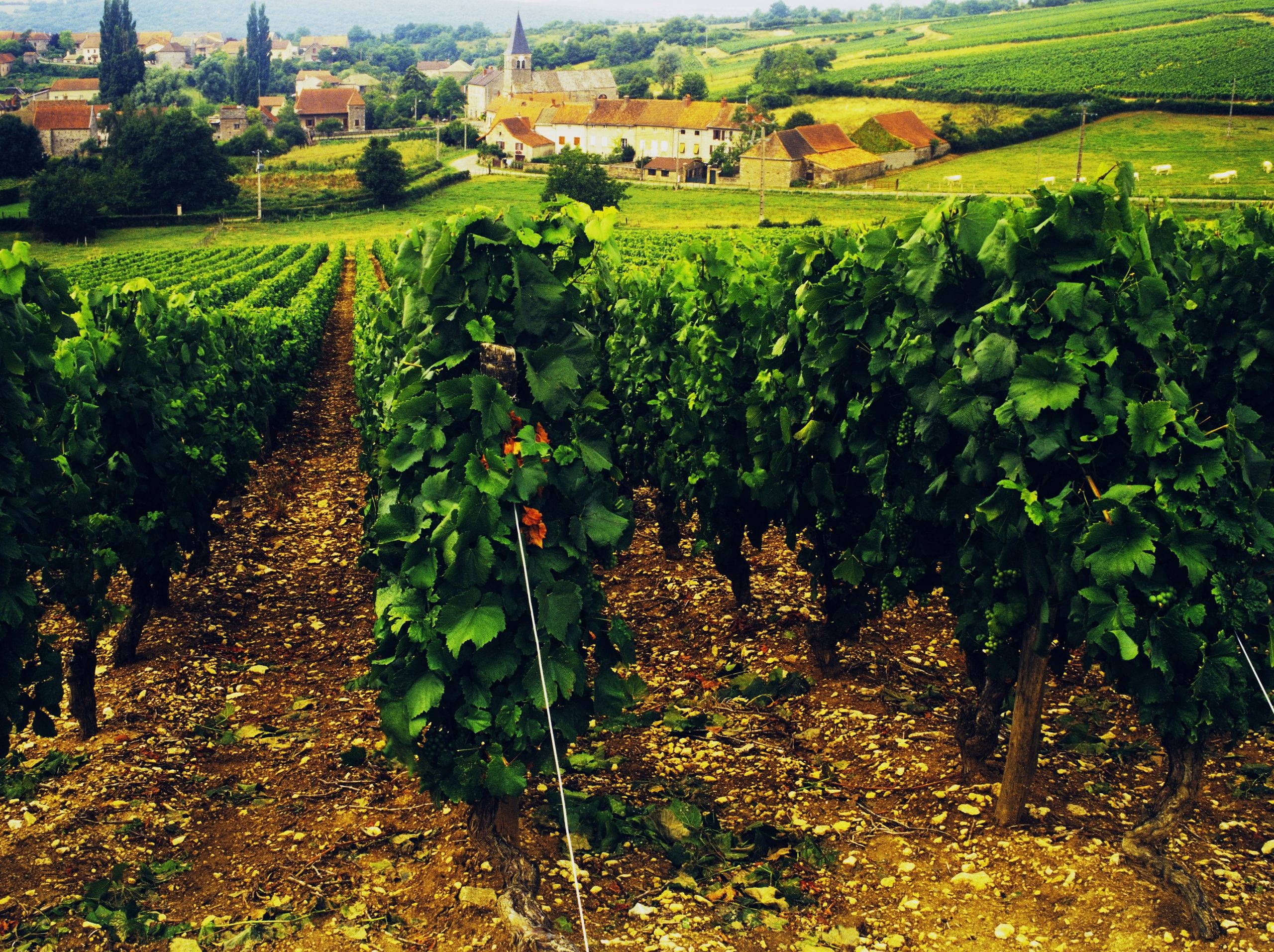 Winegrower vandalises vines belonging to CAVB boss