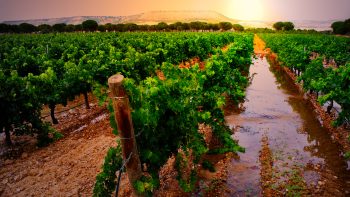 Ribera del Duero challenges ‘out of date’ perceptions in UK market