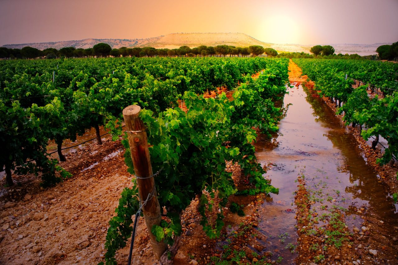 Ribera del Duero challenges ‘out of date’ perceptions in UK market