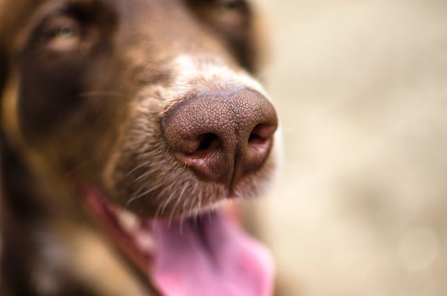 Detector dogs are sniffing out grapevine disease