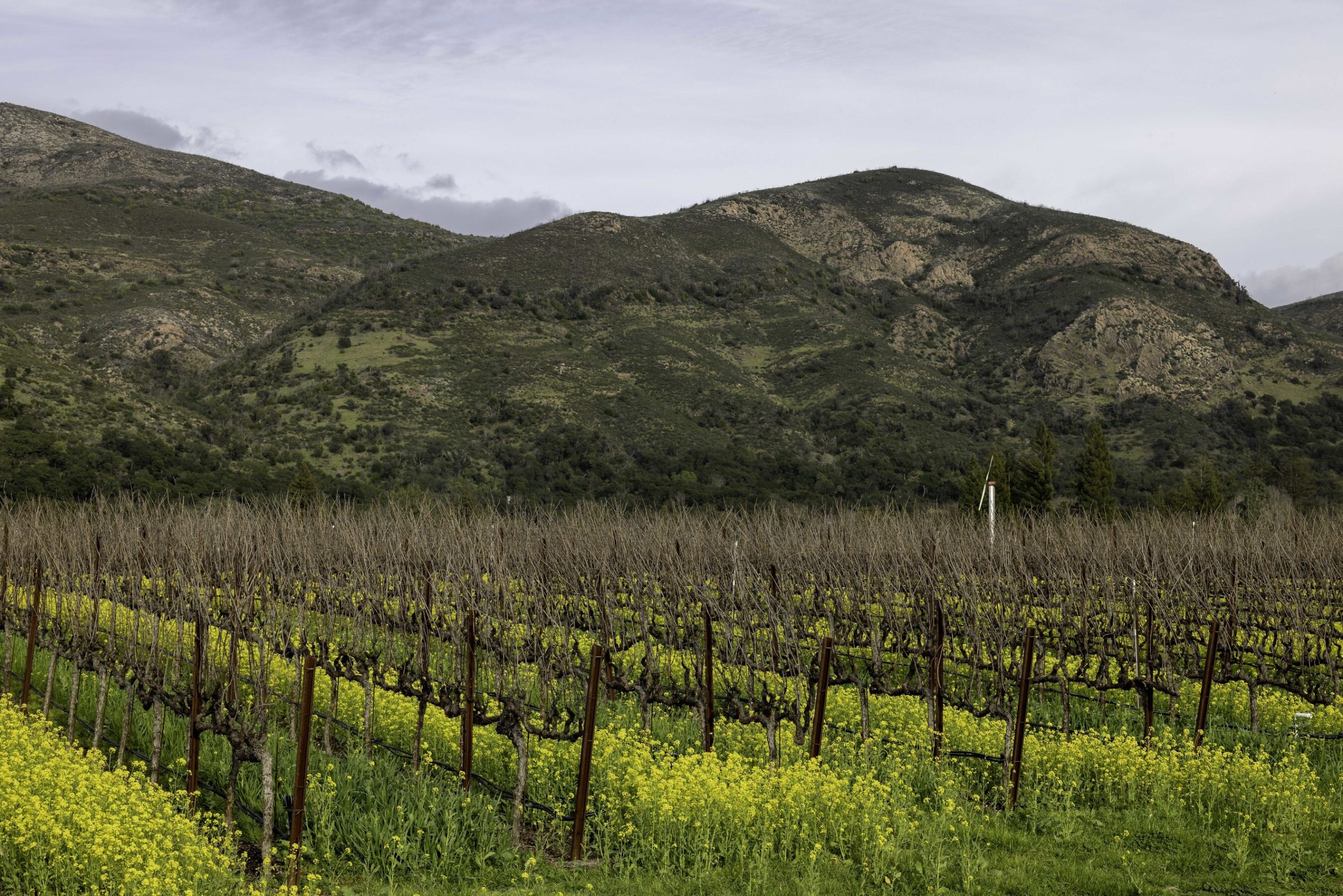 Antinori reunites Arcadia Vineyard with Stag’s Leap