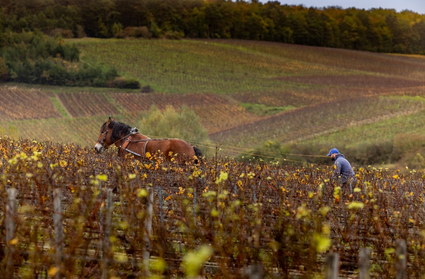 What can Cistercian monks teach a modern Champagne house?