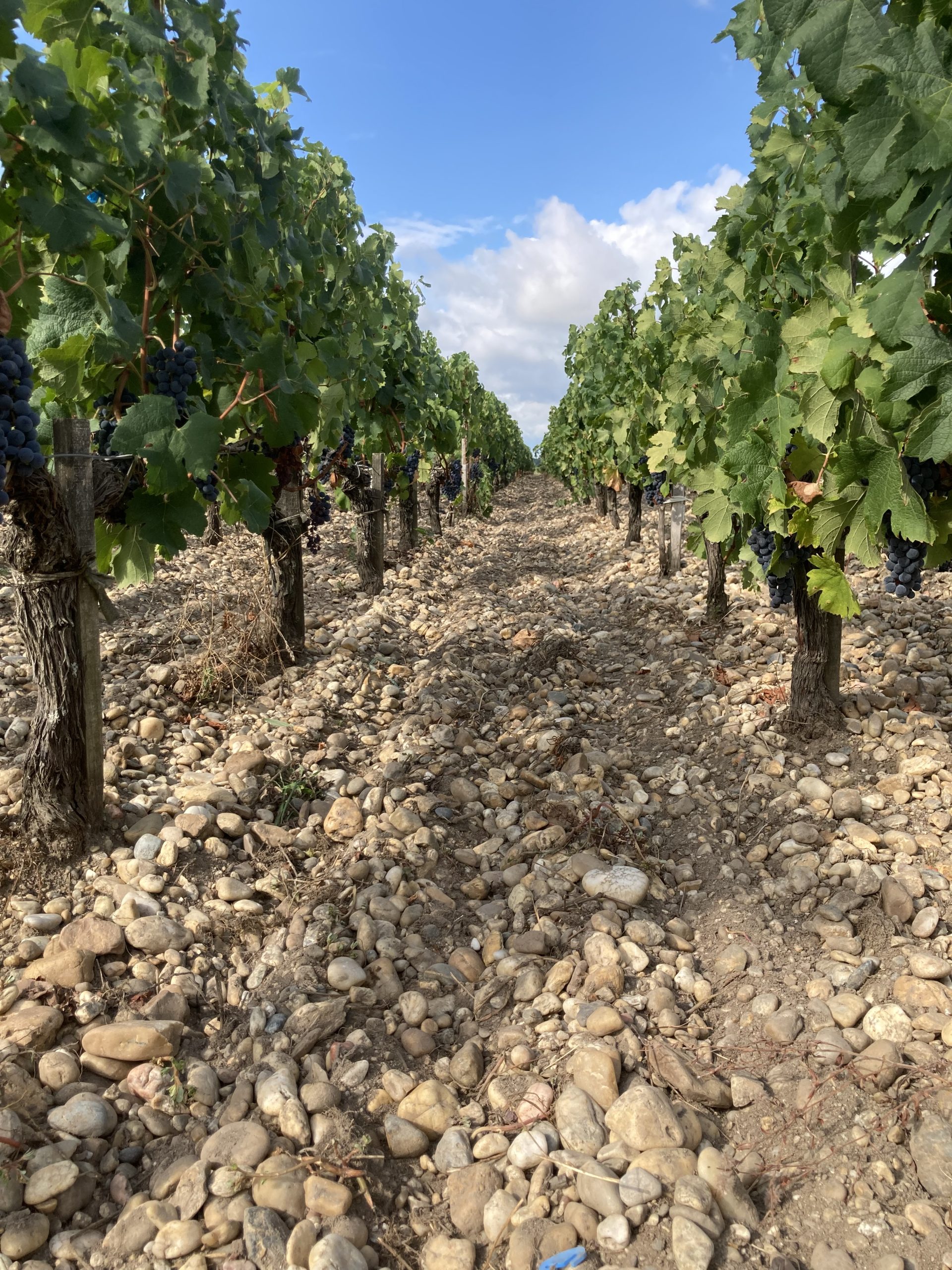 Monocépage Merlot from the Médoc – how good can it be?