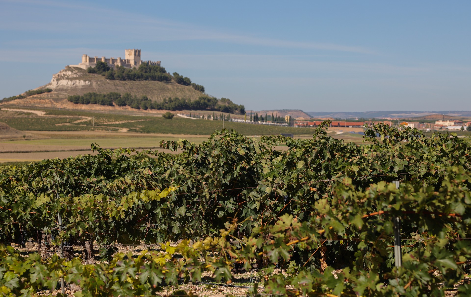 Ribera Del Duero joins WOA as newest member