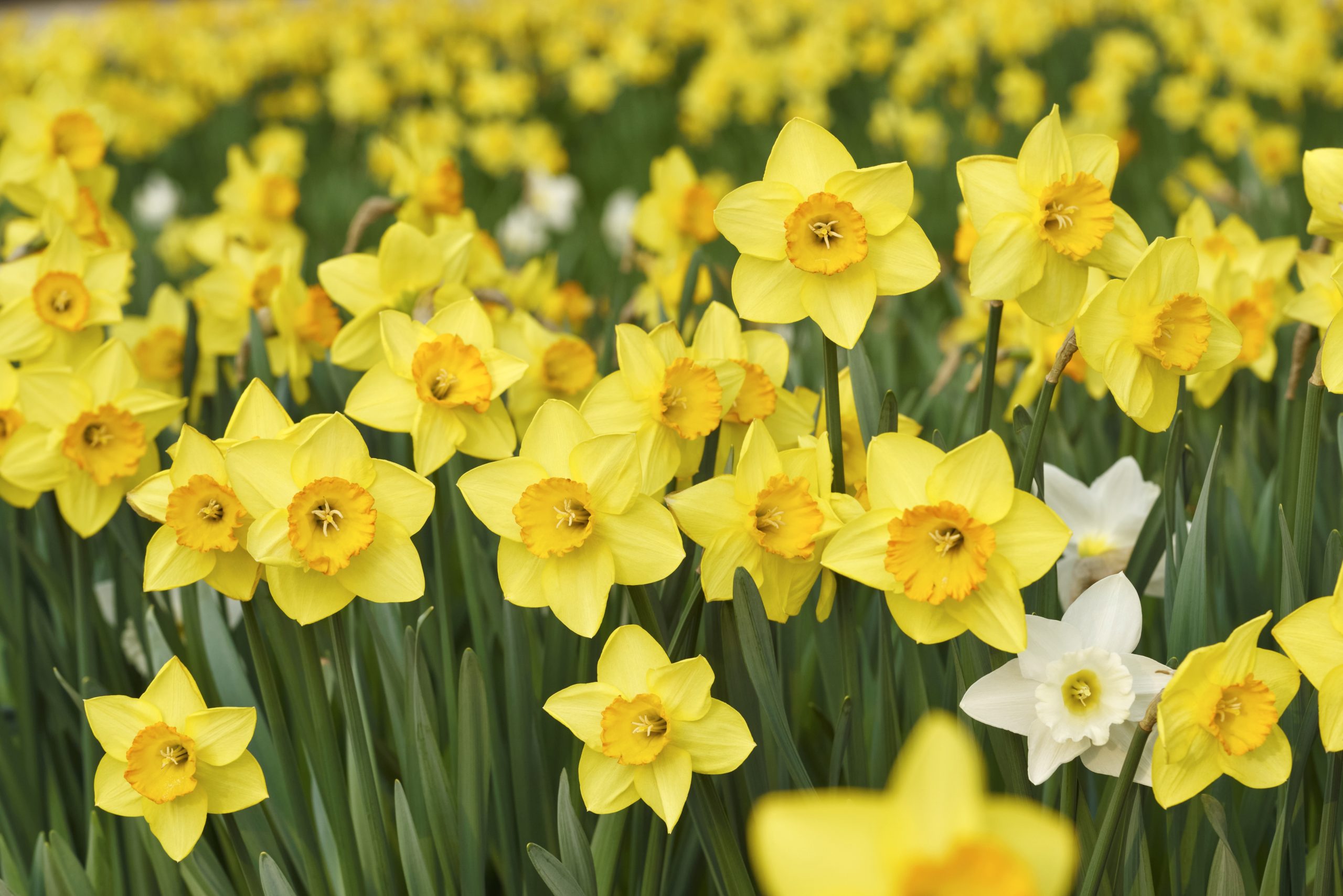 Seven Welsh drinks for St David’s Day