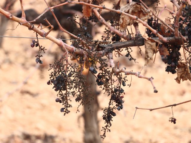 Spanish vineyard struggling with drought.