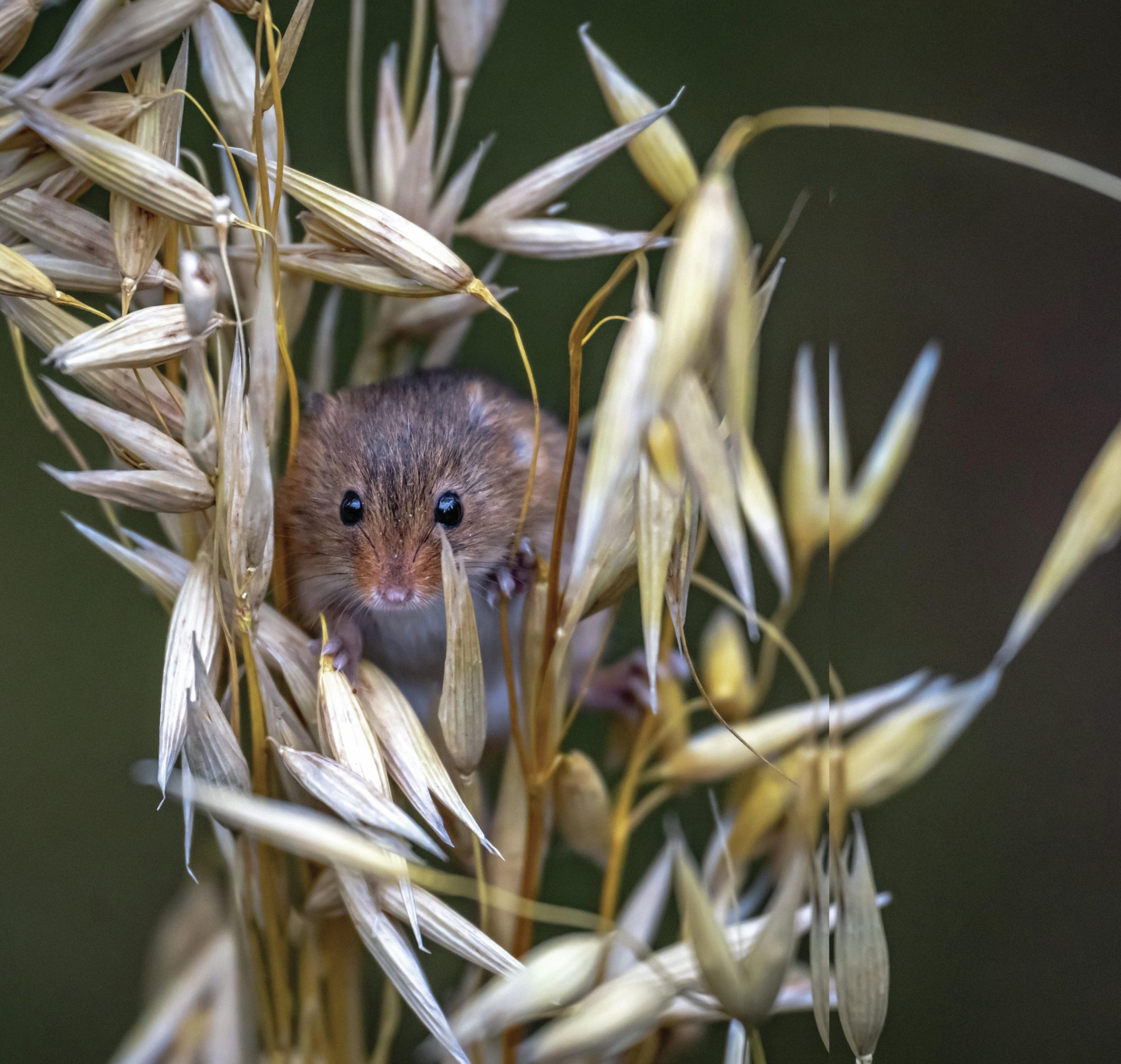 Quiet as a mouse: meet St-Émilion’s shy sibling