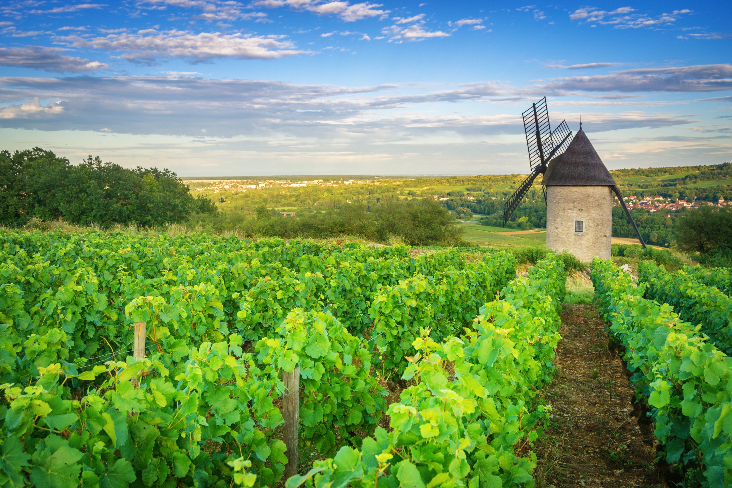 ‘Tiny’ 2024 vintage may prompt longer-term stability for Burgundy